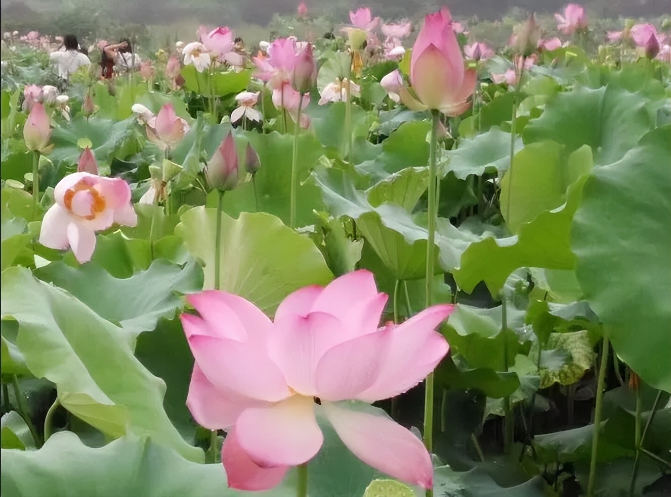 从化东成荷花园,从化摘荔枝之旅