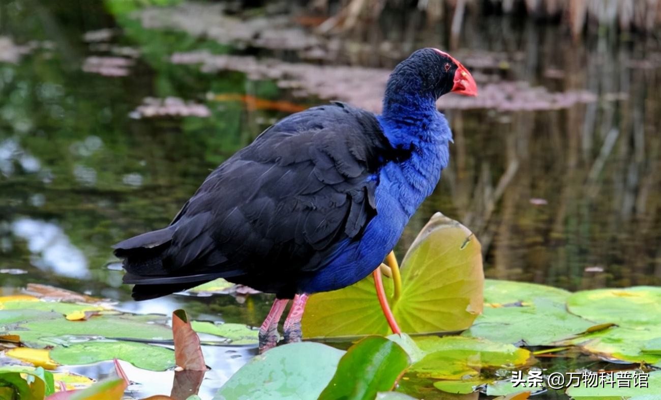 世界上最贵的十种鸡的品种,世界上最值钱的是什么鸡