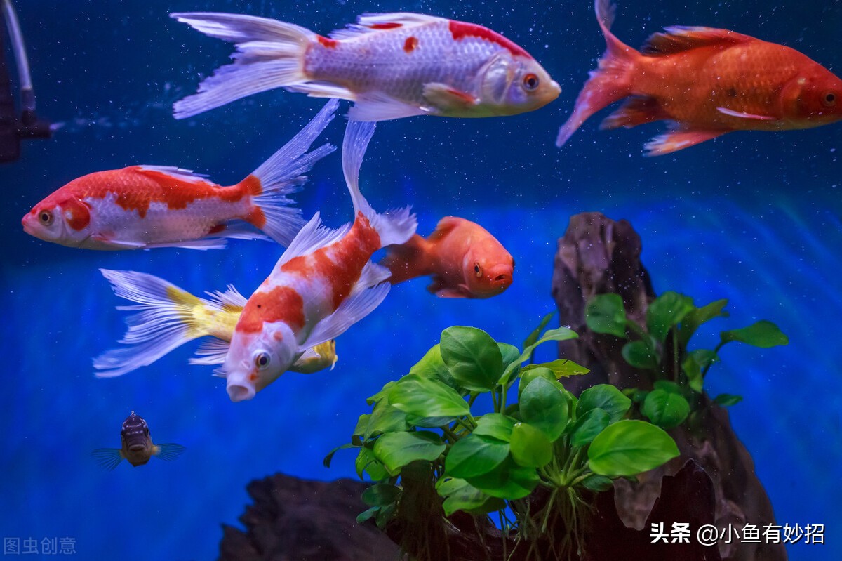 养金鱼的注意事项和饲养方法图片,虎头金鱼饲养要领