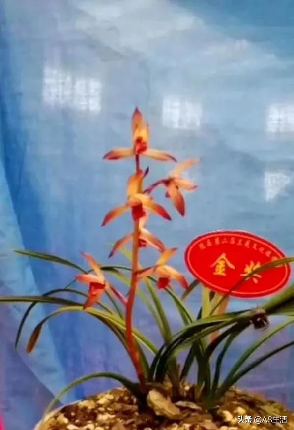 每日一品花卉,每日一品中国兰花春兰