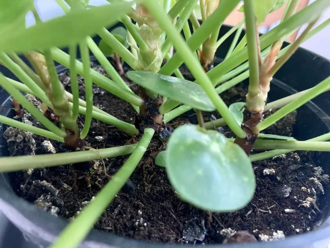 适合家中养的绿植大盆栽耐干旱,最好养的客厅绿植大盆栽