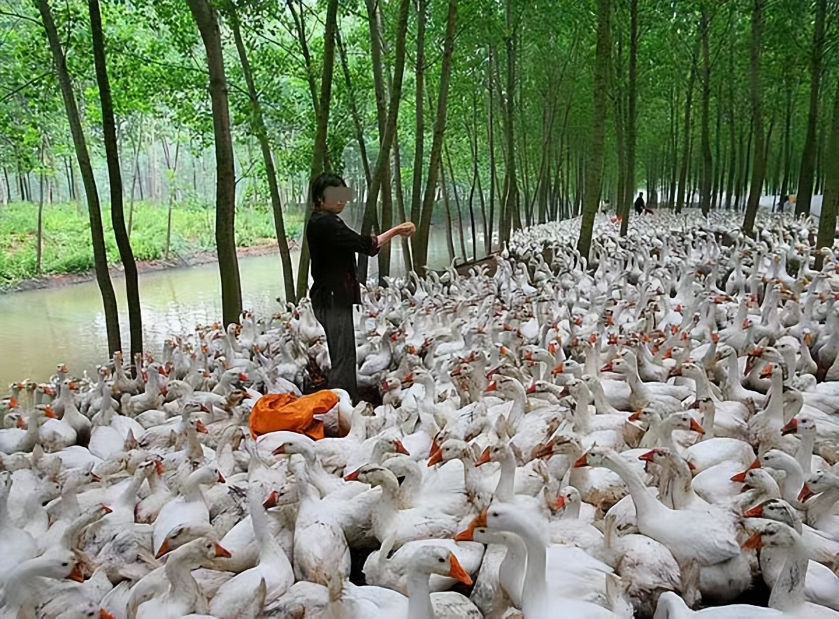 一个人养鹅一年赚多少钱,农民养鹅5年终致富轻松年入15万