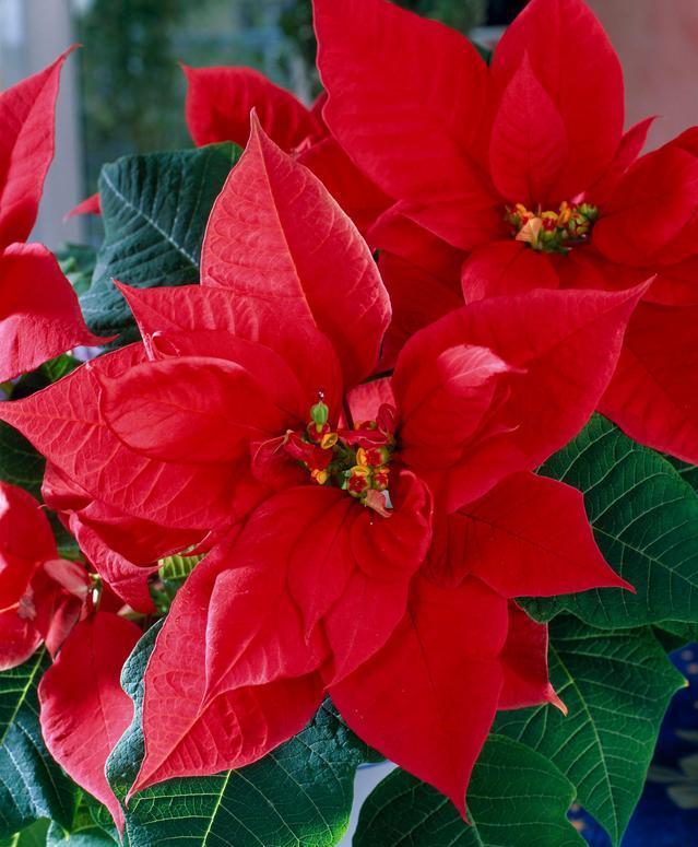 20种大毒花你家里养了吗,4种大毒花家里经常养