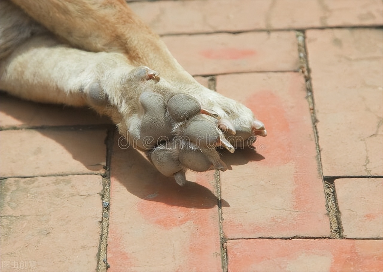 狗狗爪垫干燥,狗狗爪子肉垫干裂怎么办