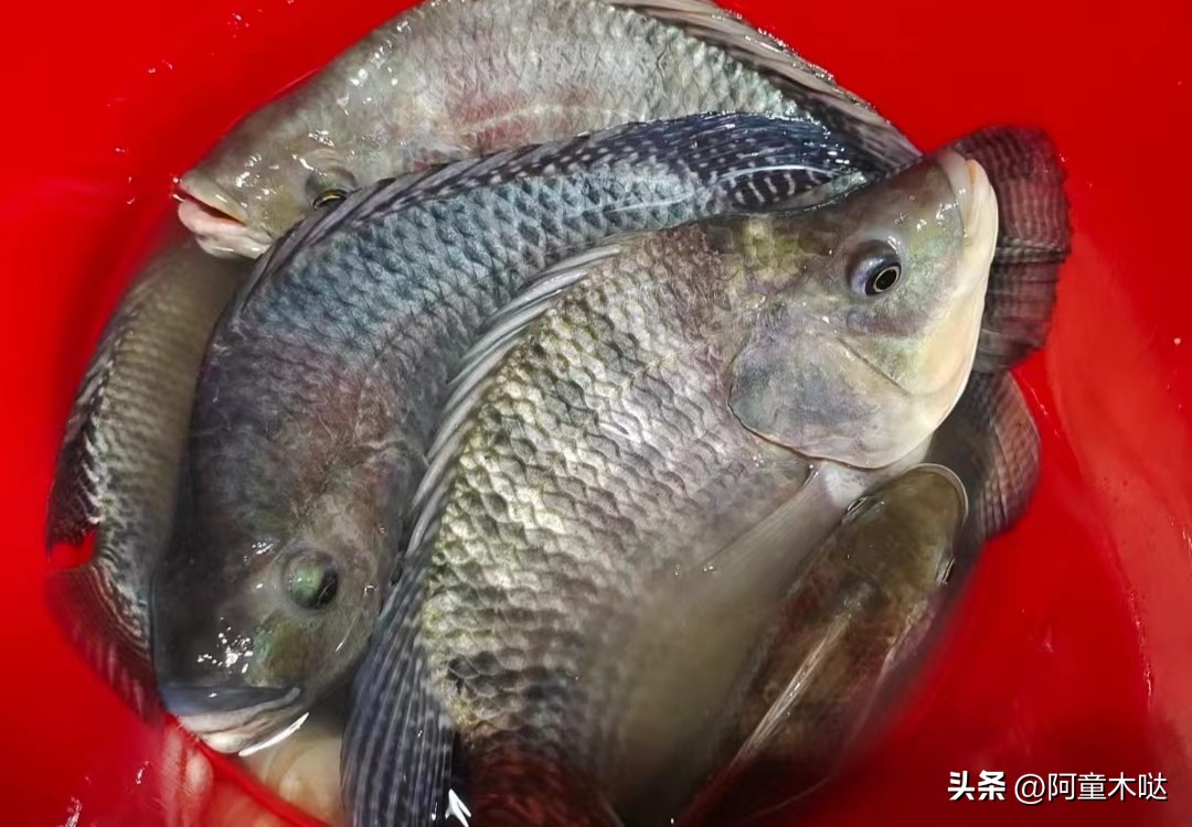 容桂老字号农庄,容桂生态农庄