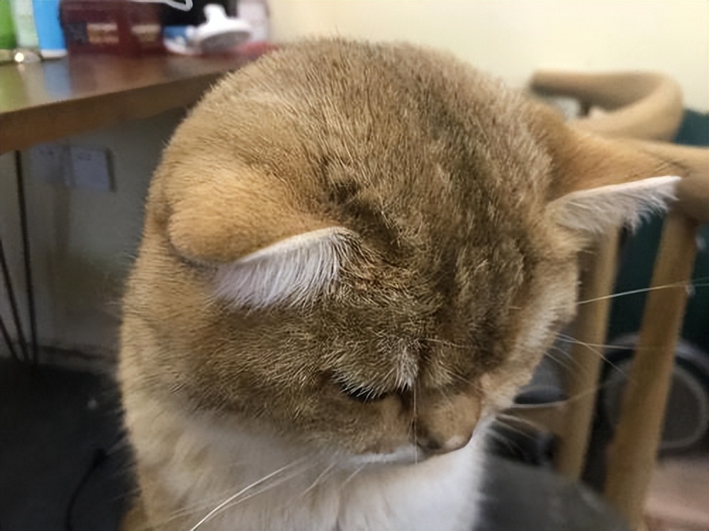 这三种猫不建议养,城市套路太多了实在防不胜防