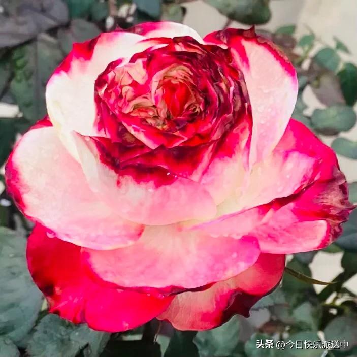 美醉了的月季花图片,各种颜色的月季花图片