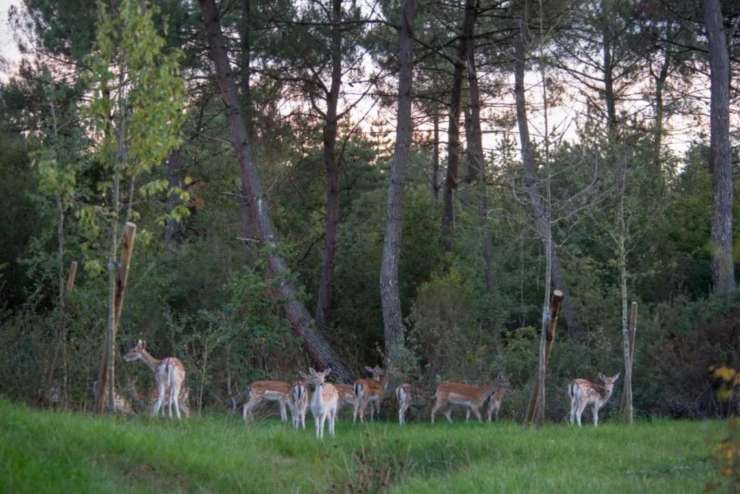 危机中寻生机开元森泊的求生之路
