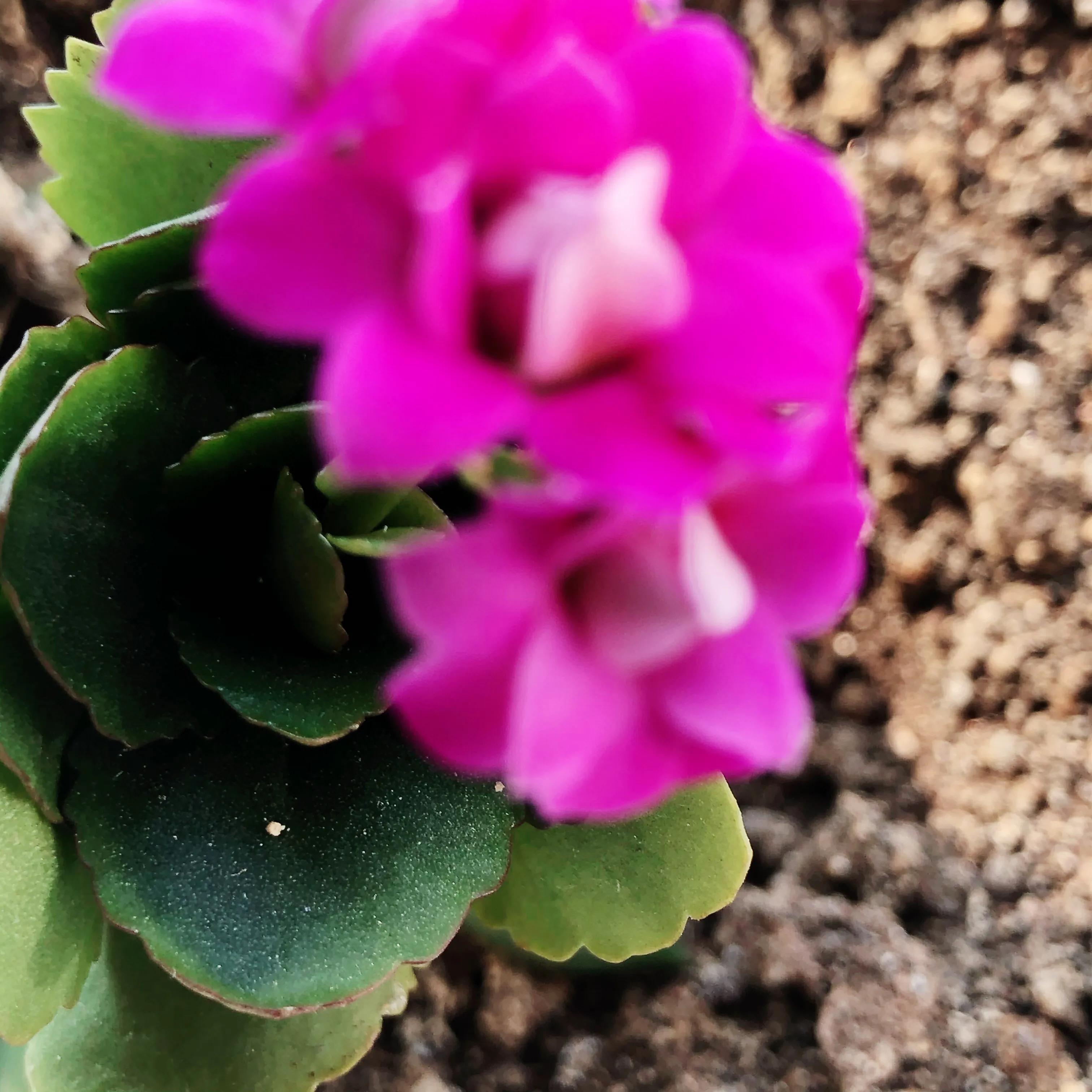 家里养什么花儿好养活,家里养的花儿图片