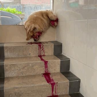 这是一只很有灵性的金毛,这只金毛的笑容已经完美抢镜