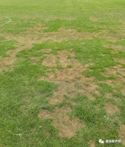 草坪锈病的病害预测及防治策略,草坪病害识别与防治