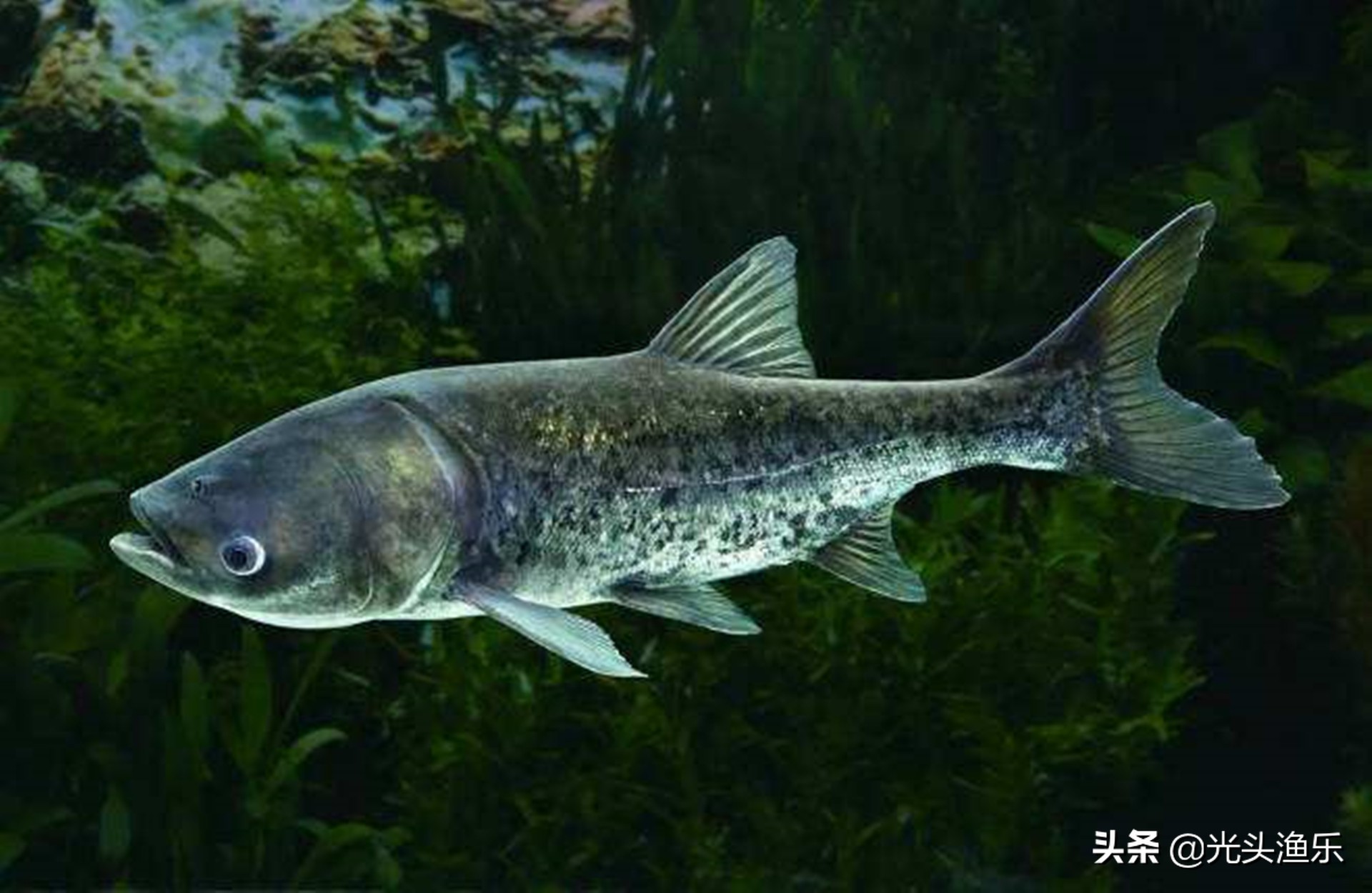 喝水就长肉，一次产卵百万枚，鱼类为何没能成为主要肉类？