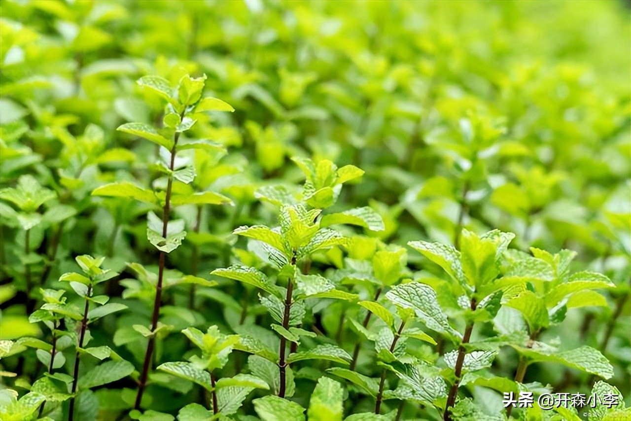蛇口港食品进口报关手续,深圳蛇口进口报关行
