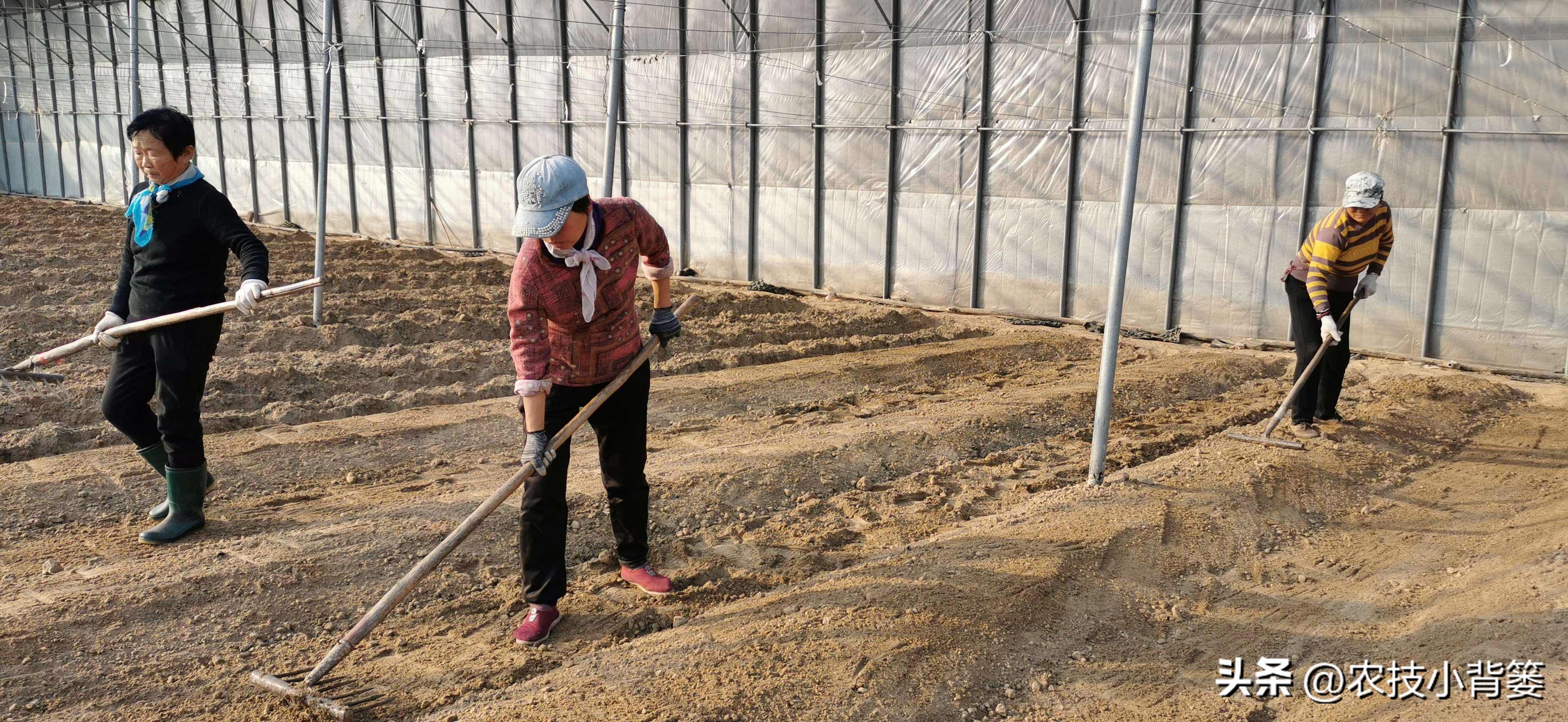 草莓的种植方法不用营养土种草莓,种草莓如果草莓苗有根如何种植