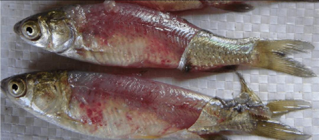 罗非鱼感染嗜水气单胞菌怎样治疗,罗非鱼病毒