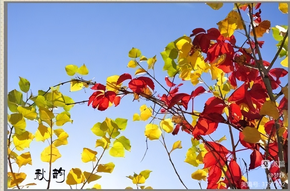 秋风、秋雨、秋韵山东老干部之家诗词雅阁第十二期