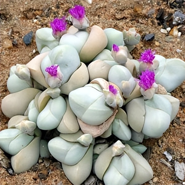 102个大类近500个多肉植物图片，都极其美丽，建议在家中也养一盆