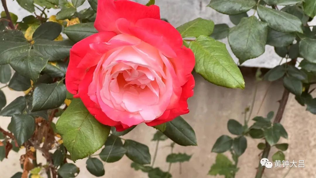 传统营销的变革之路,传统营销濒临死亡和转型