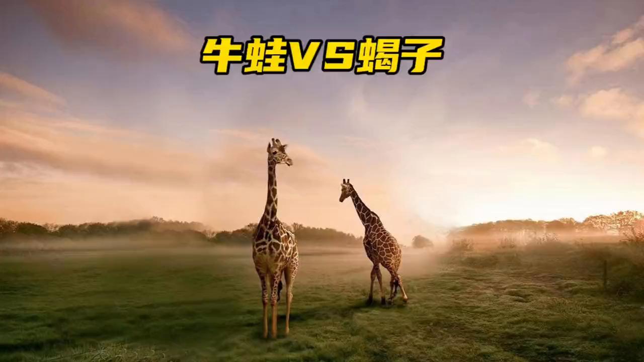 牛蛙捕食牛蛙,生吞牛蛙动物世界