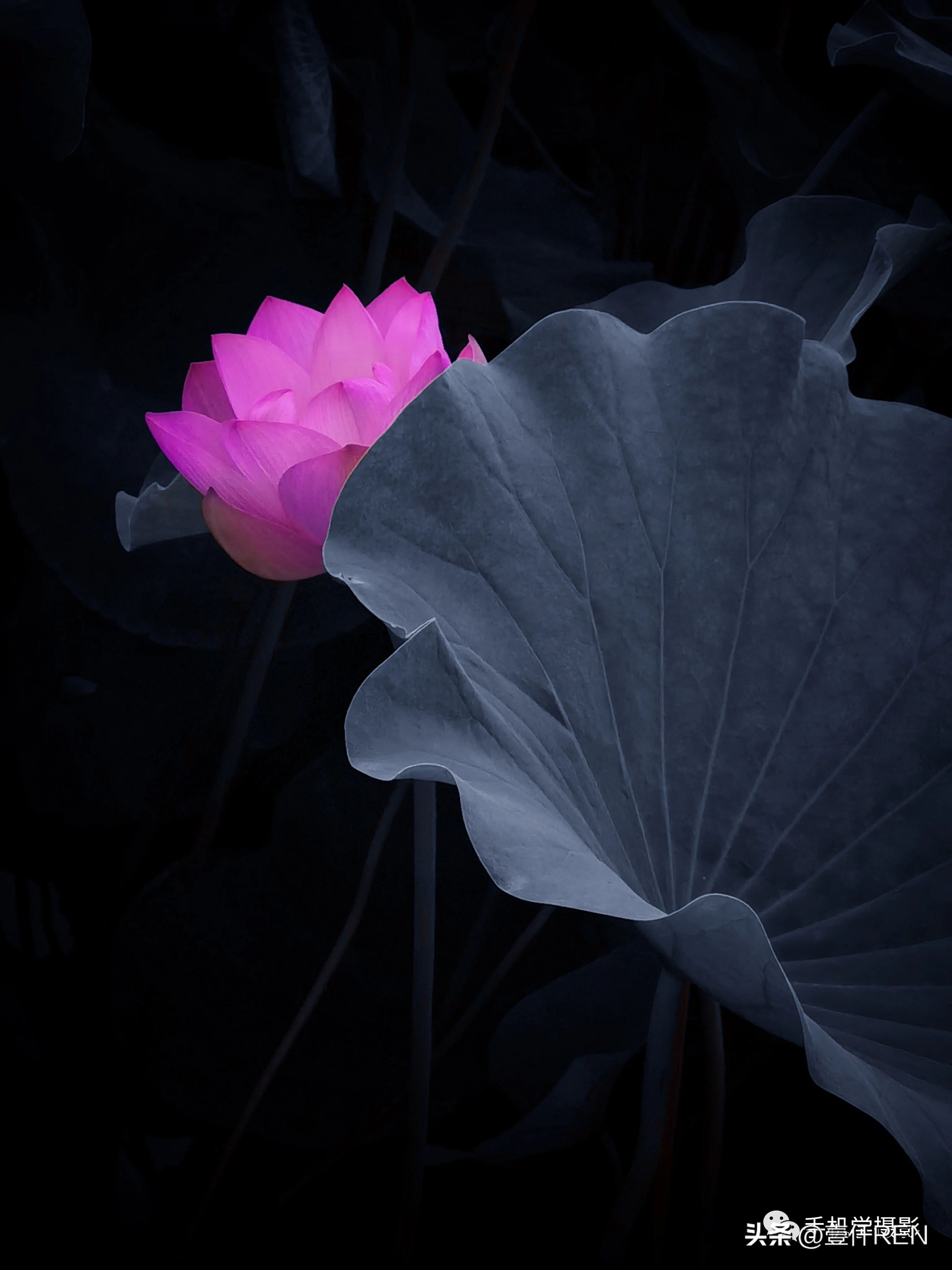 手机拍照怎么拍好看,手机拍照应该拍点什么