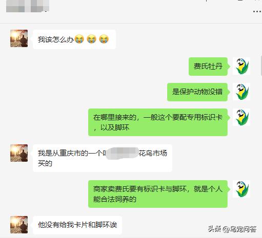 鹦鹉带标识和不带标识的区别,不小心买了违法鹦鹉怎么办