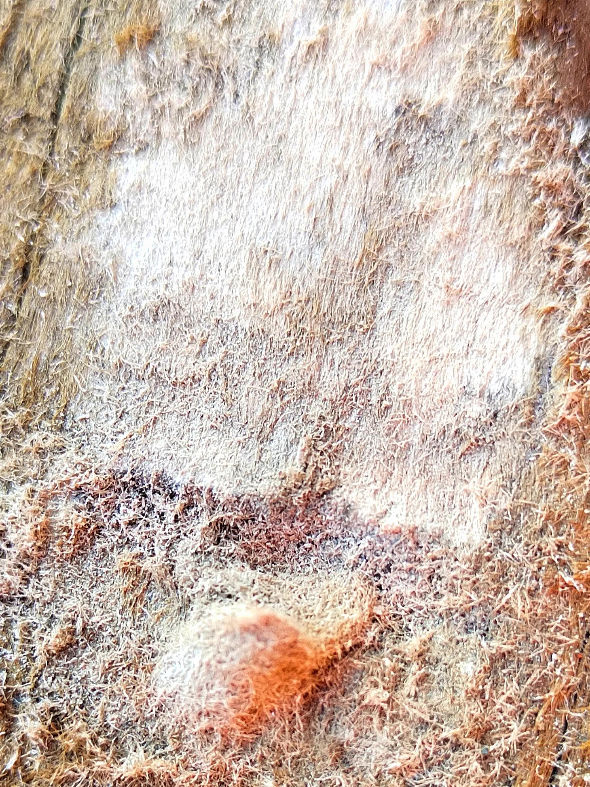 海南霸王岭白奇楠,海南白奇楠和紫奇楠