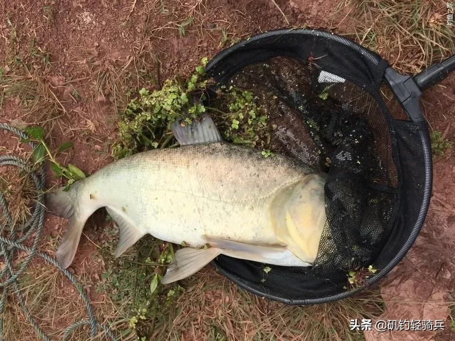 矶钓竿适合单钩吗,短节矶竿适合什么钓组