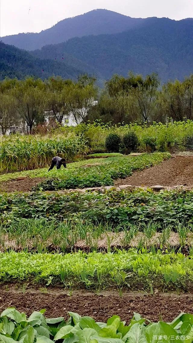 农村热门的小生意做什么好,现在农村做什么小生意比较好挣钱