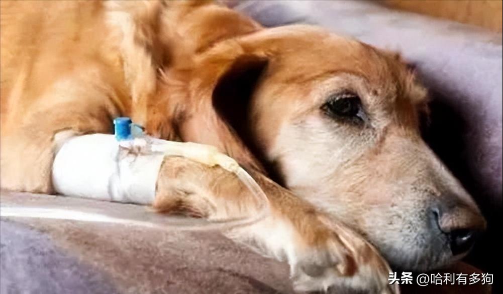 狗狗得犬瘟吃草是自救吗,中晚期犬瘟自救日记第二天