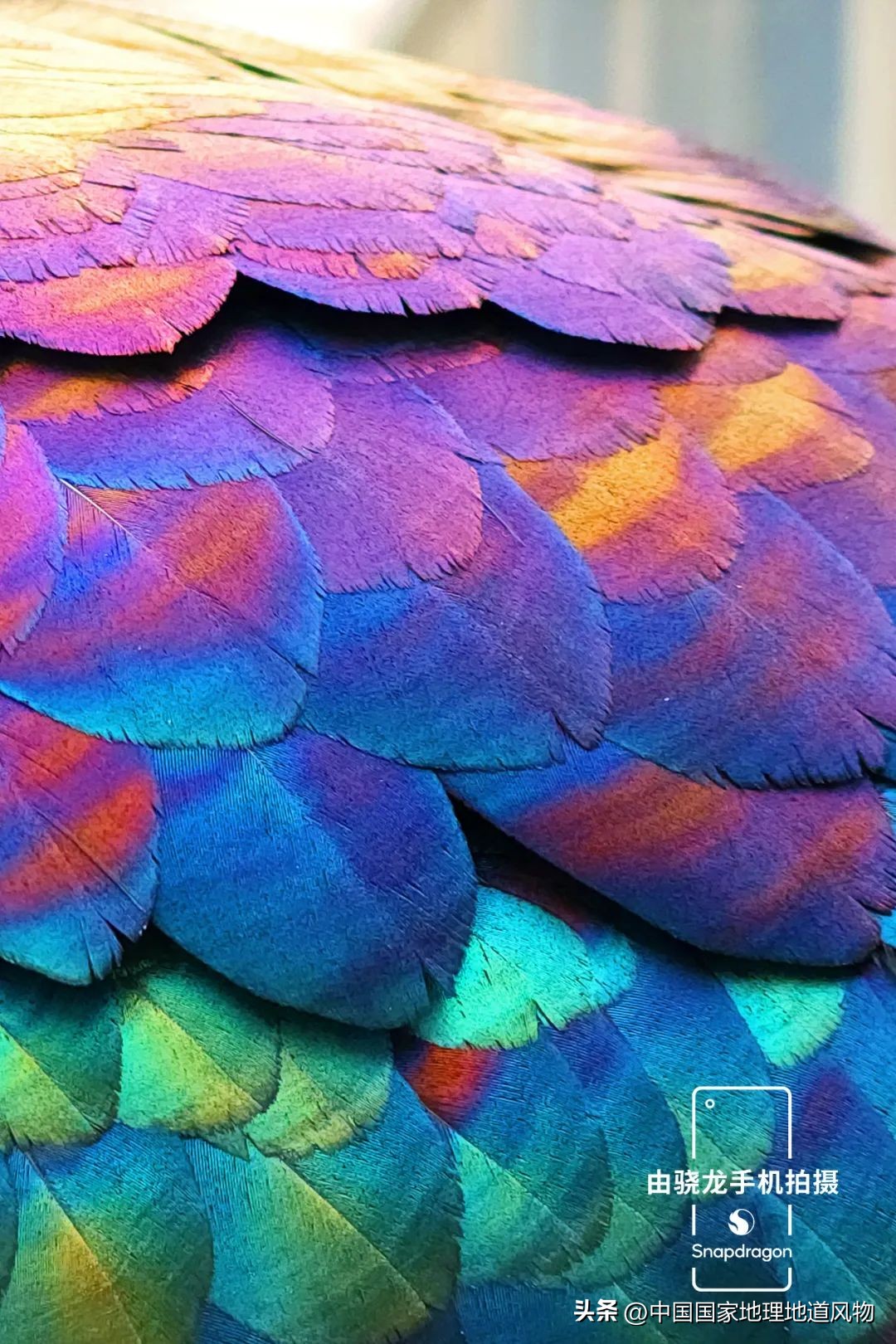 涓浗绉﹀箔绁炵鐗╃,鍙戠幇鐝嶇█鐗╃涓浗绉﹀箔