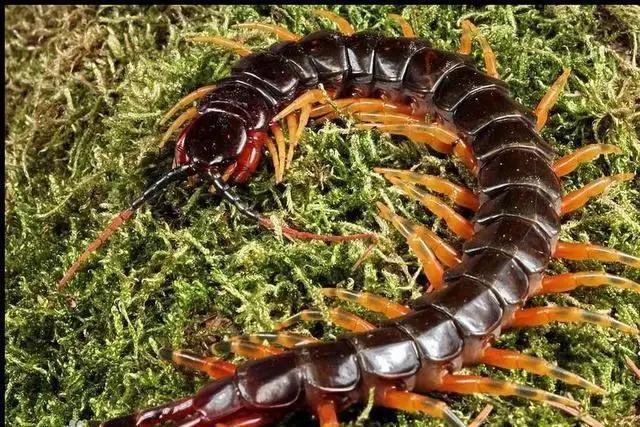 怎么防止蜈蚣虫进屋子,什么药防止蜈蚣爬进屋