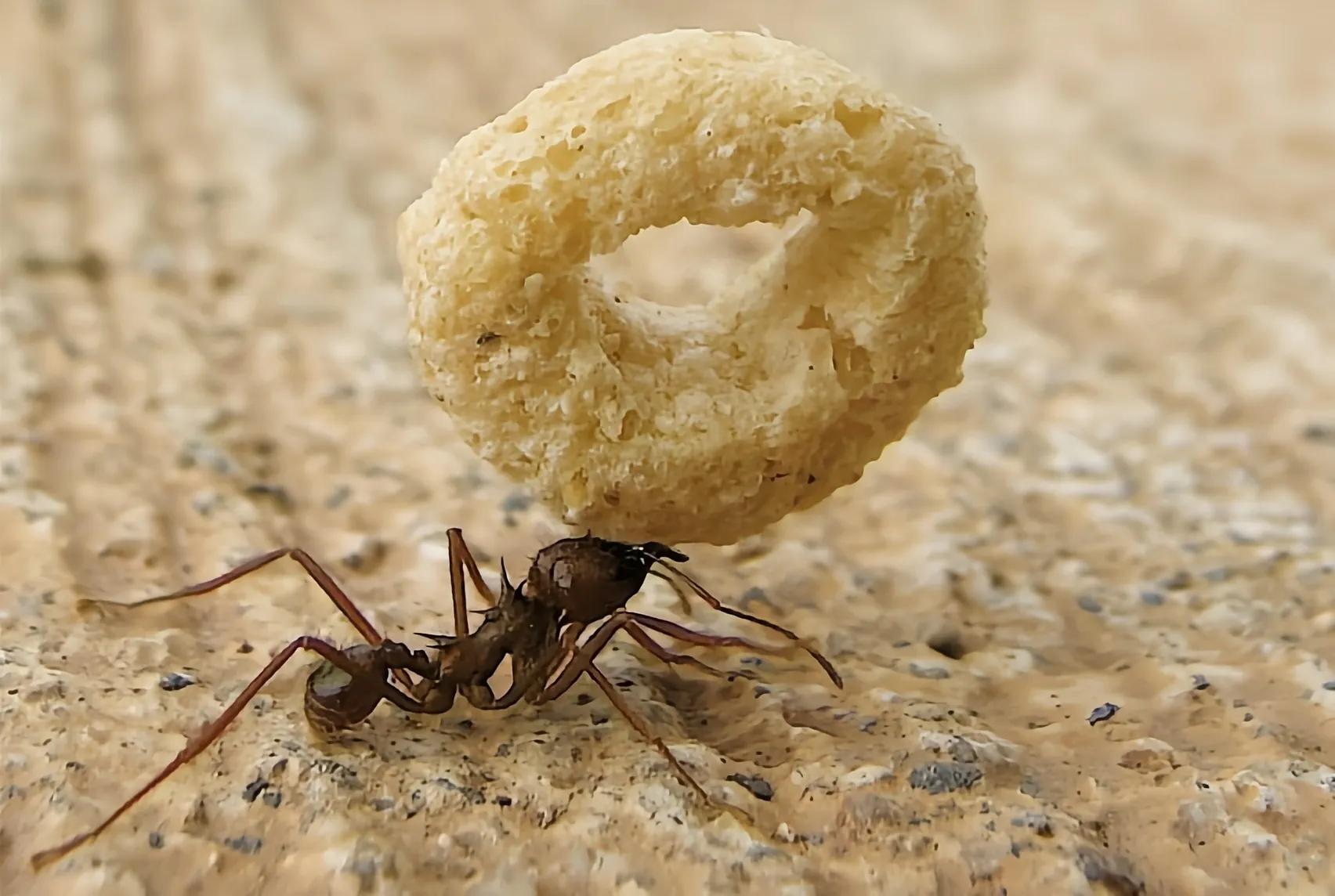 蚂蚁是怎样把食物搬回家,蚂蚁是怎么把食物搬进洞里的呢