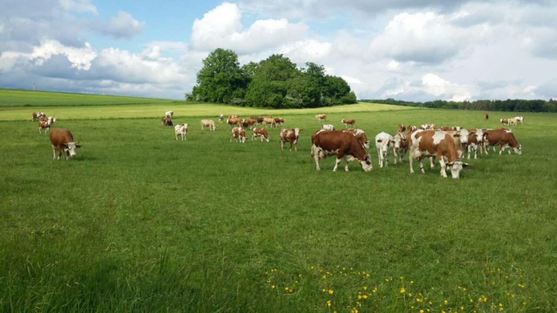 英国奶粉为什么这么多,英国贵族奶粉