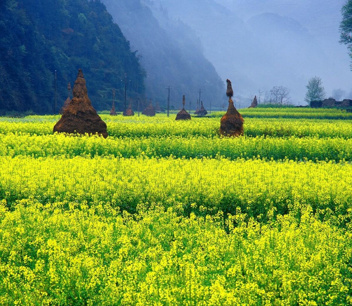 人间四月芳菲尽只是桃花始盛开,人间四月芳菲尽山寺花草始盛开