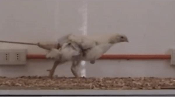 为什么感觉母鸡不用受精，却能天天下蛋？人类利用了鸡身上的bug