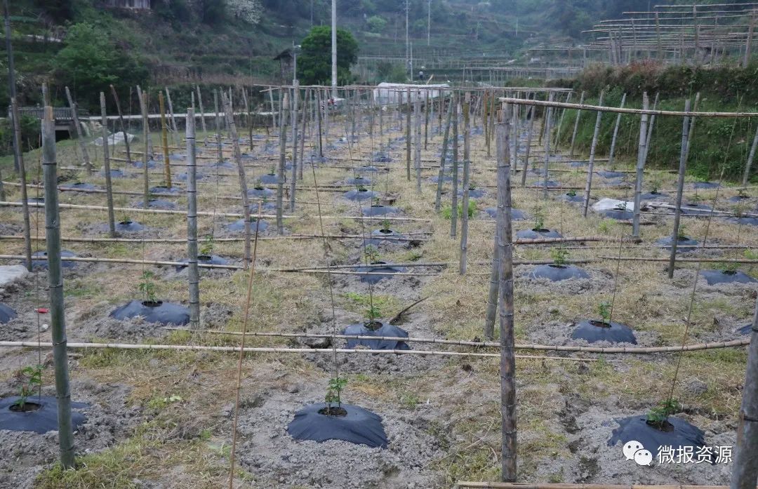 桂林向您汇报,桂林向您汇报临桂篇