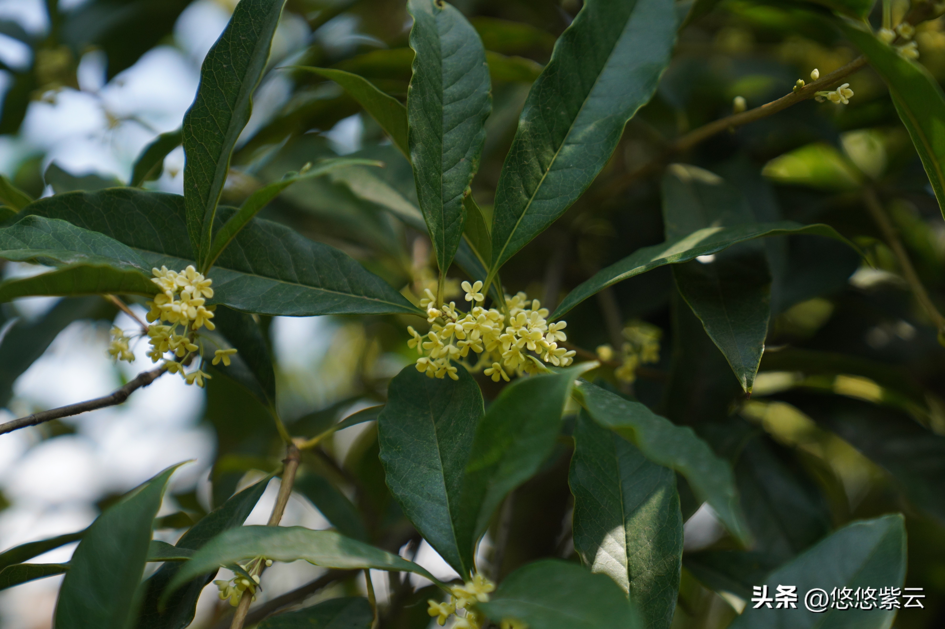 襄阳桂花,襄阳八月桂花遍地开