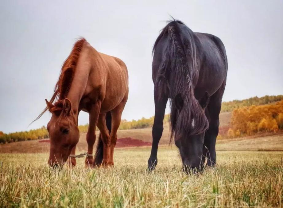 为什么日本人要杂交胚胎实验,日本人的杂交实验成功了吗
