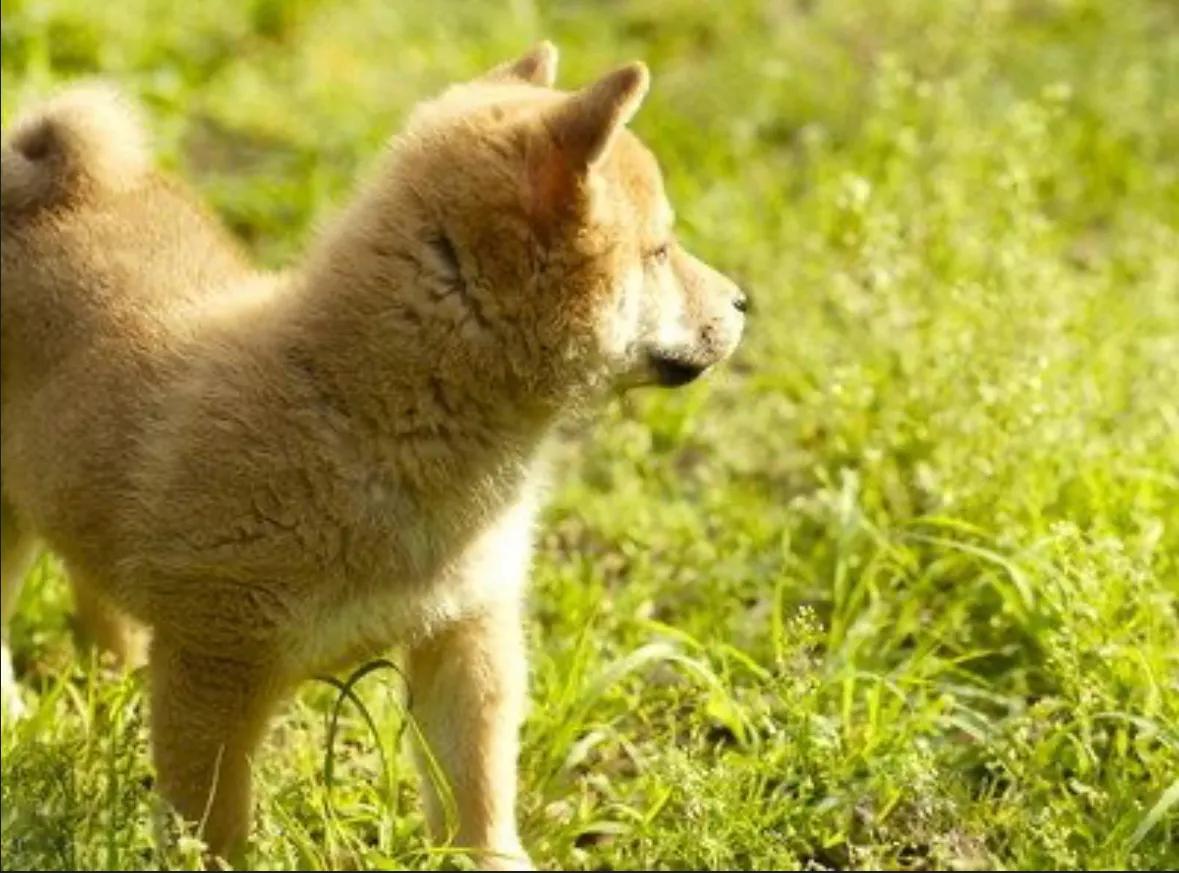 什么是柴犬中华田园犬,什么是胡麻柴犬