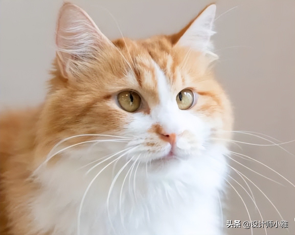 ps抠图技巧ps高级精细抠图方法,用photoshop软件抠图有哪些抠图方法