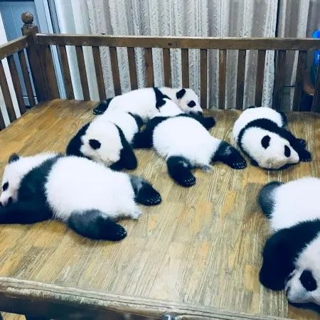 成都重庆九寨沟旅游攻略自由行,70-80岁老人旅游攻略成都