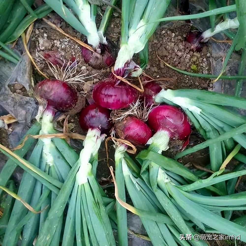 喂养比熊犬需要注意什么,喂养比熊吃东西怎么样避免咬到手