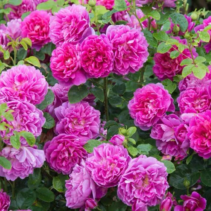 月季安妮公主怎么养,美人丽芙法式优雅月季