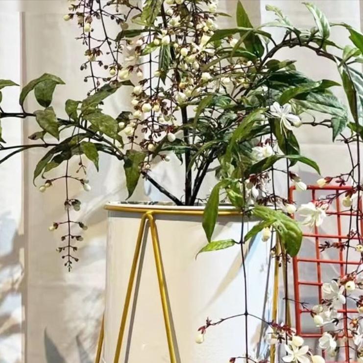 垂丝茉莉和茉莉花哪个好养,垂丝茉莉长花丝和新叶的区别