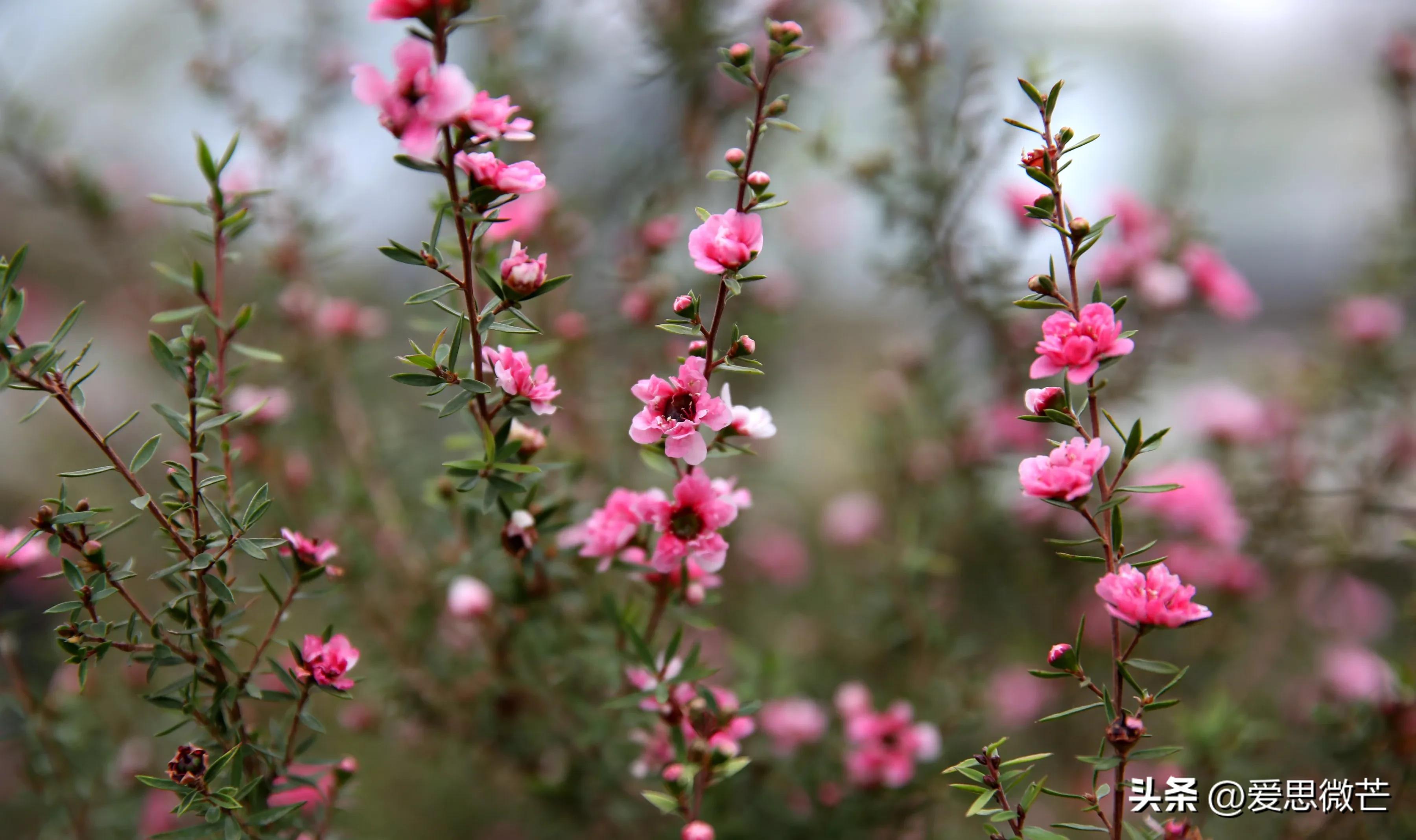 松红梅和梅花的区别,松红梅与松针梅区别