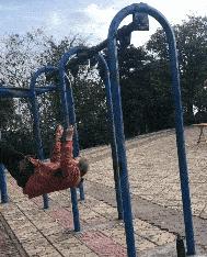 神回复：老鼠贴粘到的，吃了不会犯法吧？网友：自首，争取死缓