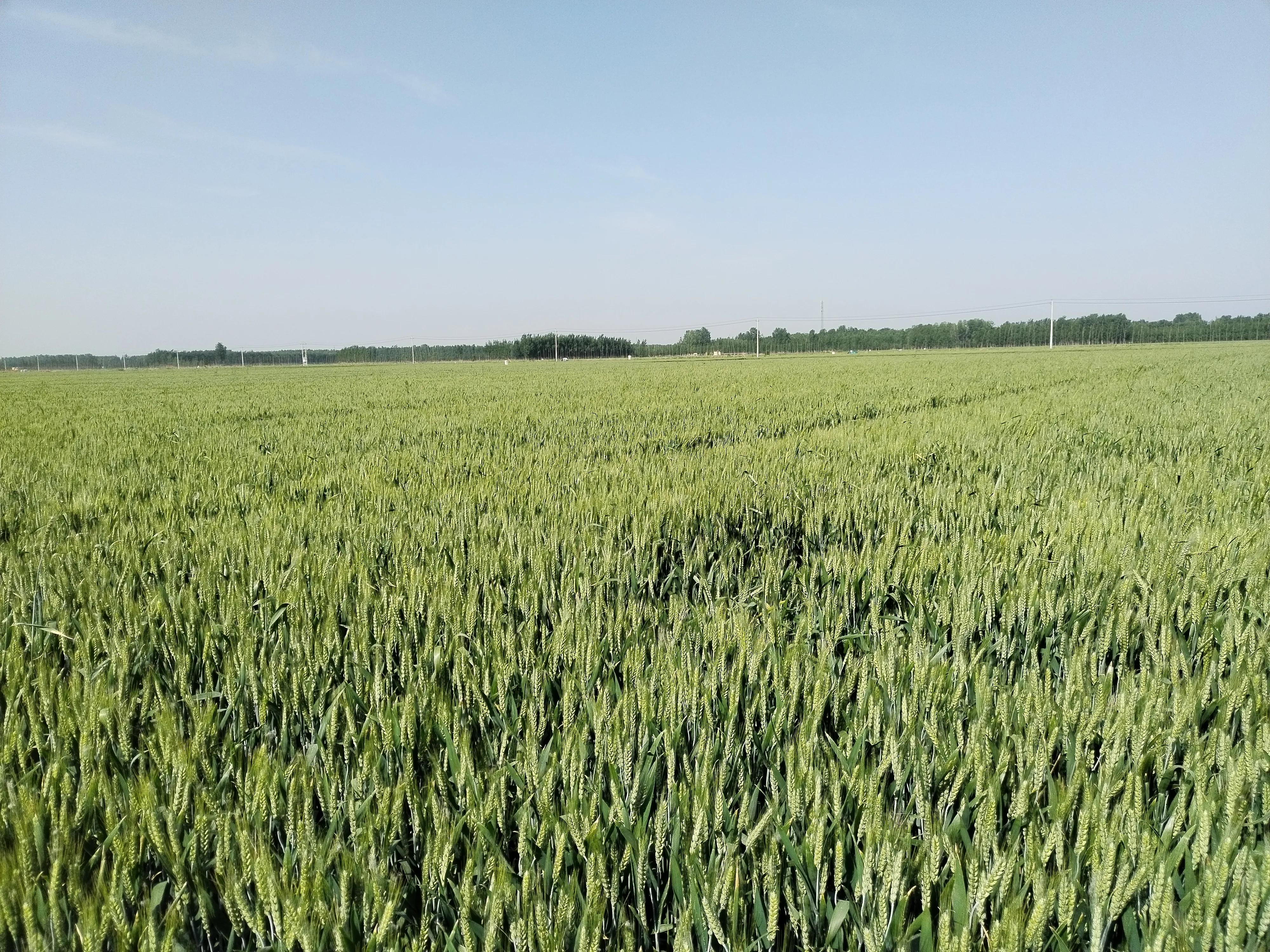 为什么现在农村年轻人不愿意种地,农民对种地看不到希望