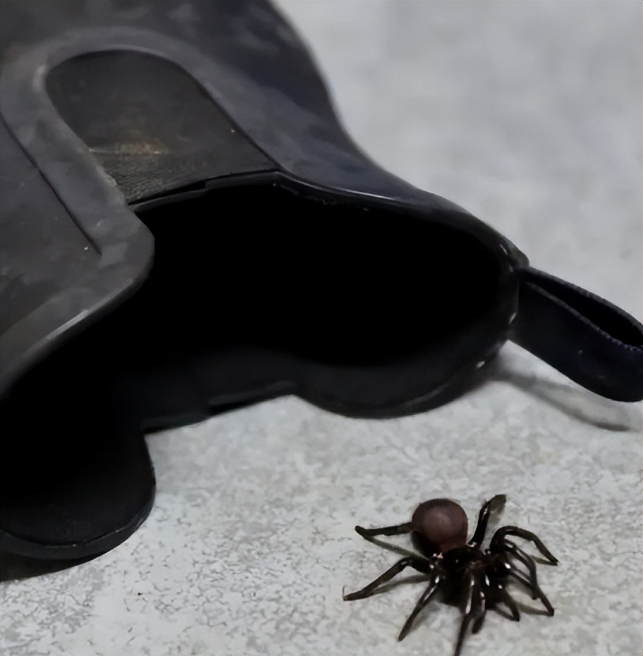 洪水来临后蜘蛛会怎么做,暴雨蜘蛛泛滥成灾
