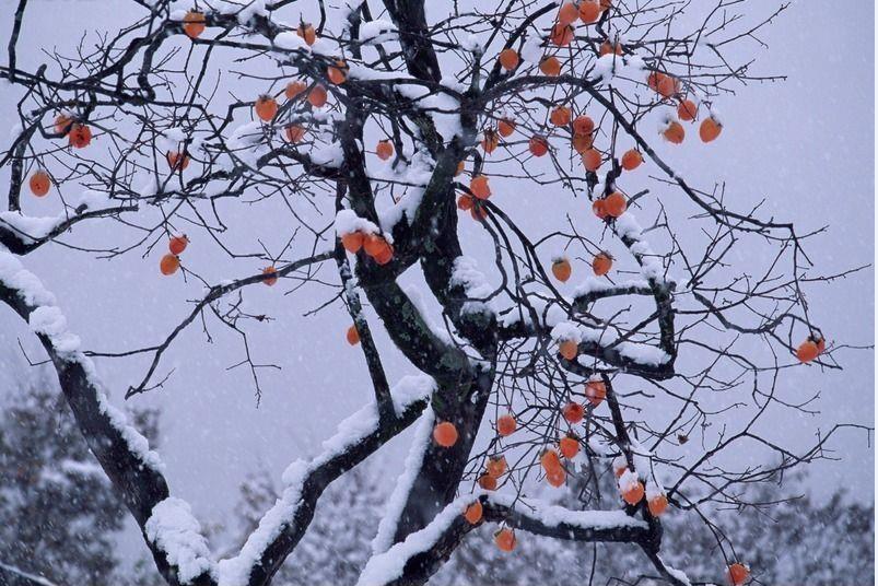 柿子微甜,柿子醉甜