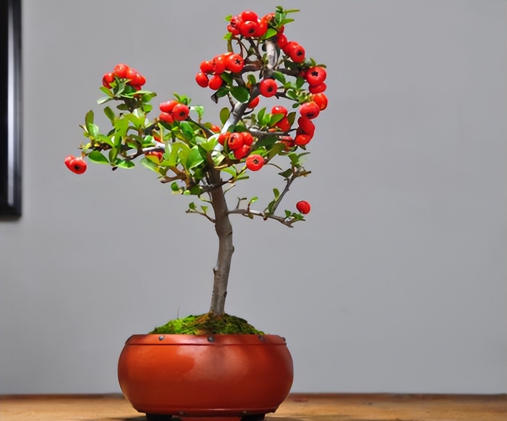 火棘果子是谁发明的,火棘果为什么叫军粮